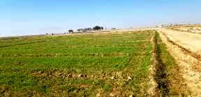 امهال 300میلیارد ریال  تسهیلات بانکی بخش کشاورزی استان بوشهر 