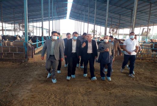 مسائل و مشکلات دامداران دشت ورامین/بازدید از کارخانه خوراک دام صنعتی ورامین