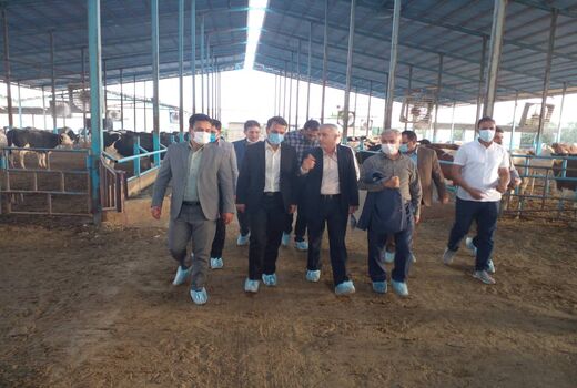 مسائل و مشکلات دامداران دشت ورامین/بازدید از کارخانه خوراک دام صنعتی ورامین