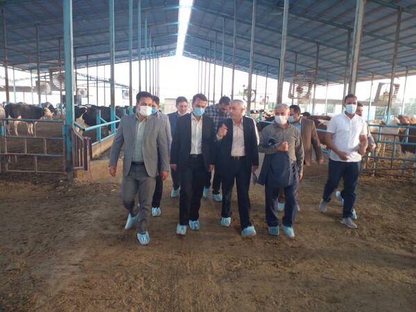 مسائل و مشکلات دامداران دشت ورامین/بازدید از کارخانه خوراک دام صنعتی ورامین