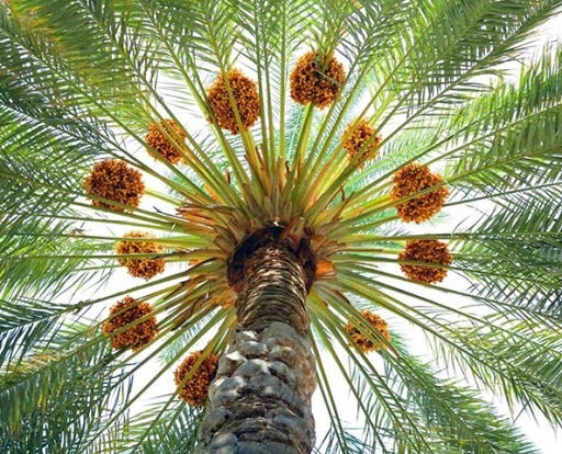 خُرمای فهرج در راه بازار