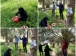 کاهش خسارت در نخلستان های شادگان با ردیابی سوسک سر خرطومی