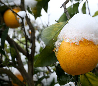 کاهش خسارت اقتصادی باغ‌ها با ارزیابی دقیق و اجرای توصیه‌های فنی پس از یخبندان