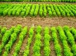 ۵۰۰ هکتار از مزارع کشاورزی استان زنجان زیر کشت انتظاری می رود