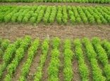 ۵۰۰ هکتار از مزارع کشاورزی استان زنجان زیر کشت انتظاری می رود