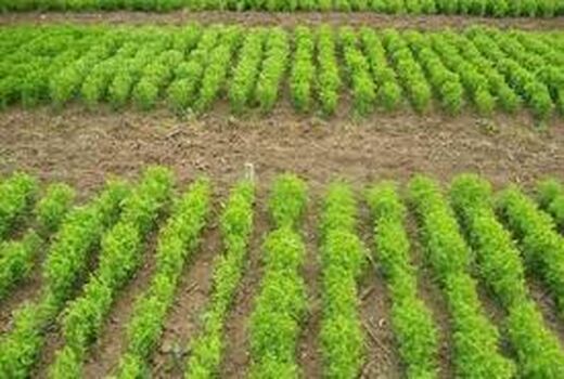 ۵۰۰ هکتار از مزارع کشاورزی استان زنجان زیر کشت انتظاری می رود