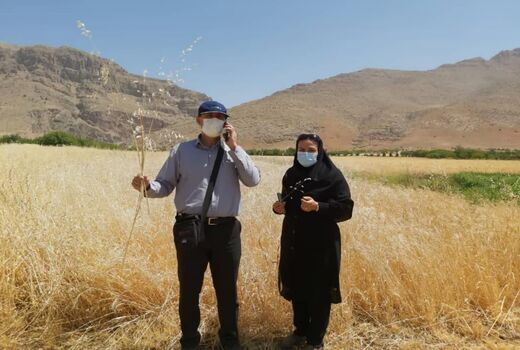 بررسی پراکنش علف هرز یولاف درمزارع گندم و جو در دشت اردل