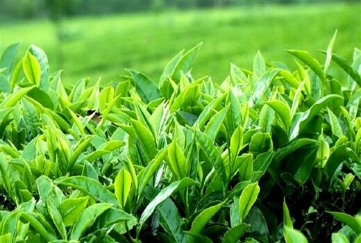 آغاز برداشت چین دوم برگ سبز چای در استان‌های گیلان و مازندران/ 11 هزار و 800 تن چای خشک تولید شد