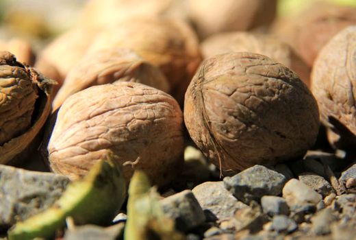 سرمازدگی و کاهش 30 درصدی تولید گردو در چهارمحال و بختیاری