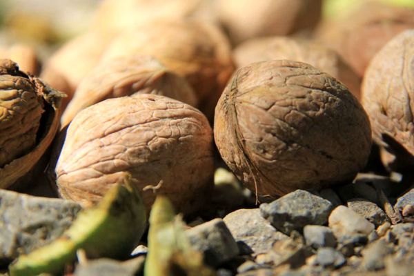 سرمازدگی و کاهش 30 درصدی تولید گردو در چهارمحال و بختیاری