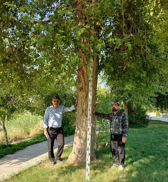 استفاده از شبکههای عصبی مصنوعی، انقلابی در شناسایی مناطق مستعد کشت گونههای جنگلی است
