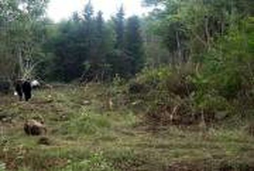 27 هکتار زمین کشاورزی نوشهر به چرخه تولید بازگشت