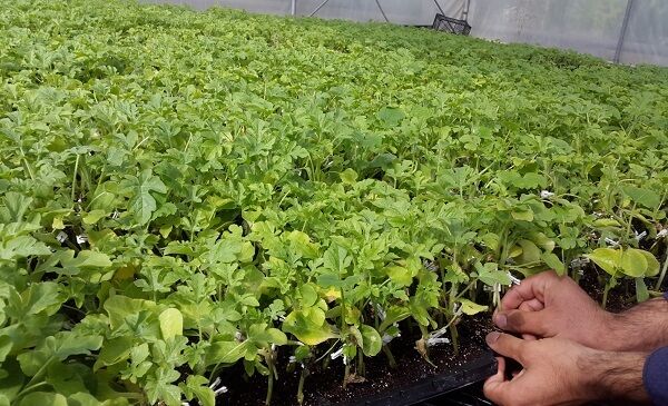 کشت انتظاری و پاییزه حبوبات دیم برای نخستین‌بار در استان زنجان/ افزایش30 درصدی عملکرد حبوبات در کشت انتظاری و پاییزه