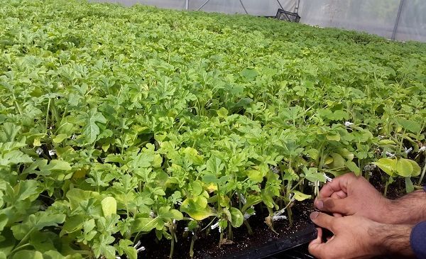 کشت انتظاری و پاییزه حبوبات دیم برای نخستین‌بار در استان زنجان/ افزایش30 درصدی عملکرد حبوبات در کشت انتظاری و پاییزه