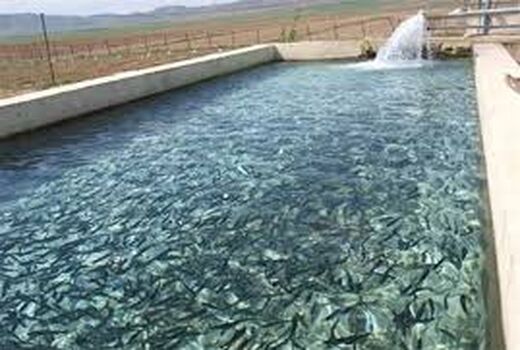 افزایش 55 درصدی تولید ماهی سردآبی در خراسان شمالی