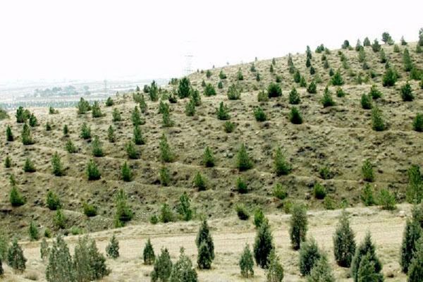۲۰۰ هکتار جنگل کاری در تویسرکان