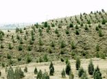 ۲۰۰ هکتار جنگل کاری در تویسرکان