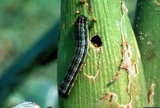  کنترل آفت کرم برگخوار پاییزه در مزارع ذرت استان بوشهر
