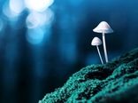 تاثیر نوعی قارچ بر درمان افسردگی