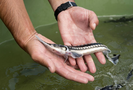 تولید چهار میلیون لارو ماهیان خاویاری از ابتدای سال جاری