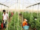 افزایش ۴۰ درصدی تولید محصولات گلخانه‌ای در هرمزگان