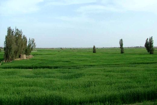 کشت گندم در 20 هزار هکتار از اراضی کشاورزی سیستان و بلوچستان