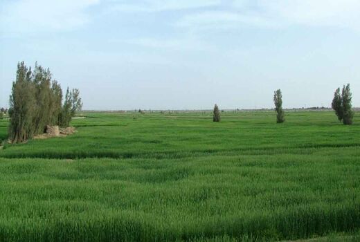 کشت گندم در 20 هزار هکتار از اراضی کشاورزی سیستان و بلوچستان