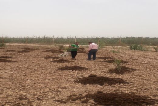 نظارت بر کشت اصولی پاجوش نخیلات در آبادان
