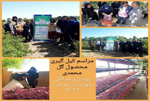 کیل گیری محصول گل محمدی در سطح ۲ هکتار در روستای خداقلی 