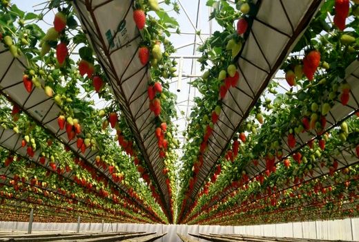 صدور 6  فقره پروانۀ نشان حد مجاز آلاینده ها برای محصولات گلخانه ای در استان البرز 