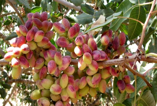 استفاده از تجربیات وبهره گیری از نتایج تحقیقات کارشناسان رفسنجان در باغات پسته دیگر استانها