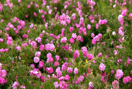 برداشت گل محمدی از گلستان های شهرکرد آغاز شد 