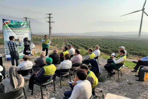 دهمین کاروان ترویجی ملی گروههای تخصصی زیتون در استان قزوین برگزار شد