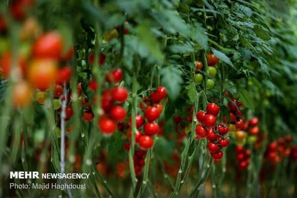 صرفه‌جویی ۴ میلیارد مترمکعبی منابع آبی کشور با توسعه گلخانه‌ها