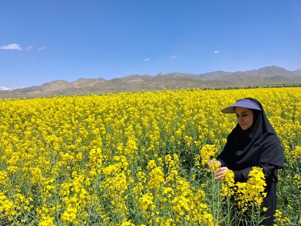 تداوم عملیات داشت مزارع کلزا در ۳ هزار هکتار از اراضی کشاورزی آذربایجان شرقی