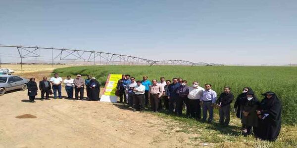 برگزاری روز مزرعه کلزا در شهرستان شاهین شهرو میمه