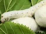 آغاز توزیع تخم نوغان از شنبه در گیلان 