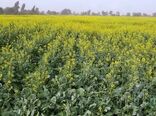 افزایش دو برابری سطح زیرکشت کلزا در سیستان‌وبلوچستان