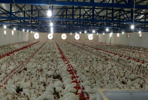 تولید سالانه تخم مرغ در ابرکوه به بیش از چهار هزار تن رسید