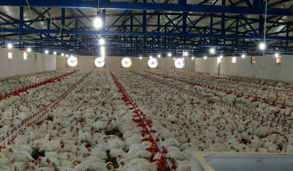 تولید سالانه تخم مرغ در ابرکوه به بیش از چهار هزار تن رسید