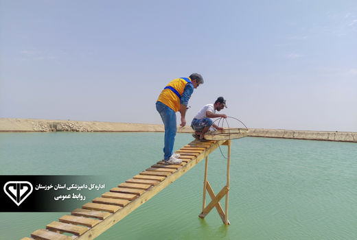 عاری نگه داشتن خوزستان از بیماریهای لکه سفید و AHPND در 2سال اخیر