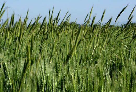 گندم‌گاران نسبت به پایش و تغذیه گیاهی مزارع خود اقدام کنند