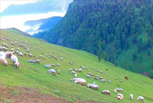 احیای مراتع پارک ملی توران بعد از خشکسالی