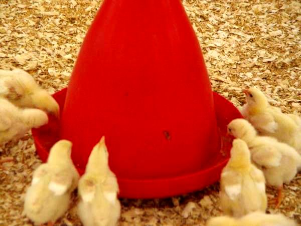 جوجه ریزی 11.5 میلیون قطعه ای در مازندران/تولید 21 هزار تن گوشت سفید