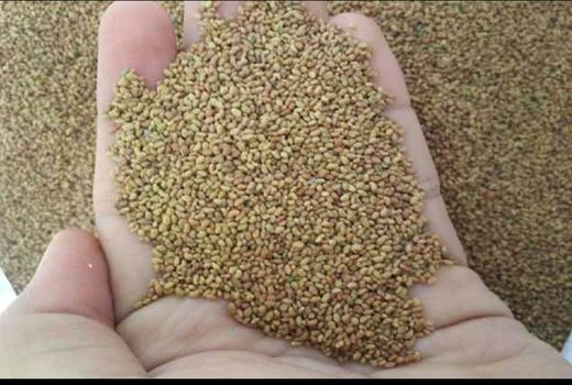 توزیع بیش از 2 تن بذر علوفه دیم در مسجدسلیمان