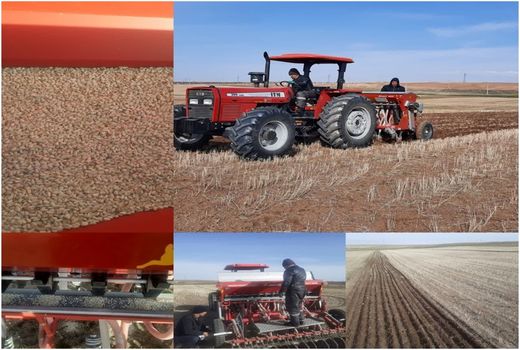 افزایش 8 برابری کشت گلرنگ در اراضی دیم هشترود