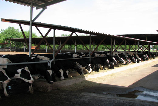 پرداخت ۶۶ میلیارد ریال تسهیلات بهین یاب به واحد های تولیدی بخش کشاورزی شهرستان بوئین زهرا