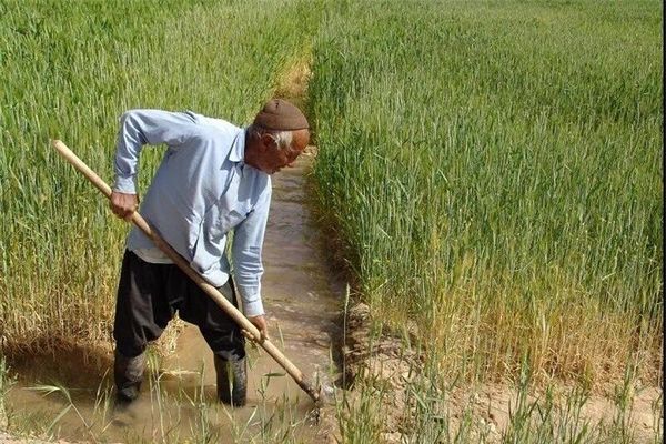 توصیه کارشناسان کشاورزی فردوس درخصوص جلوگیری ازخسارت آفات