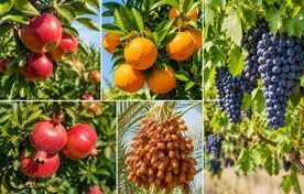 تولید محصولات باغی کشور در سال ۱۴۰۴ به بیش از ۱۱.۵ میلیون تن رسید