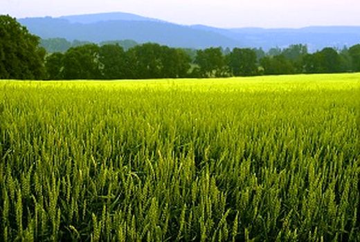 سطح مبارزه با علف های هرز در مزارع غلات استان تهران به بیش از 38هزارهکتار رسید